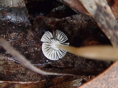 Roridomyces austrororidus