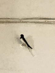 Hirundo rustica rustica