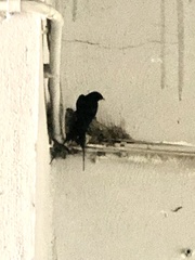 Hirundo rustica rustica