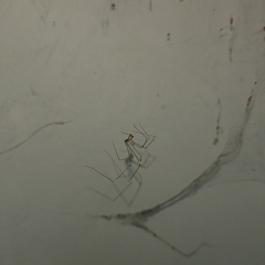 Pholcidae