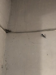 Hirundo rustica rustica