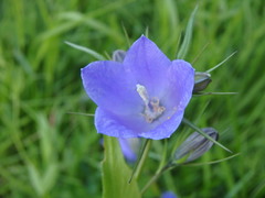 Campanula rhomboidalis