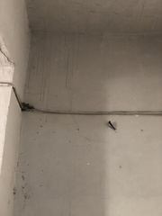 Hirundo rustica rustica