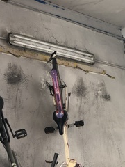 Hirundo rustica rustica