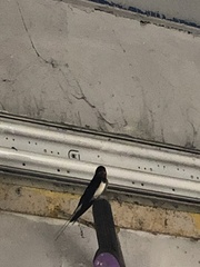 Hirundo rustica rustica