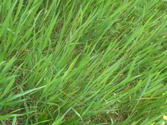 Phleum phleoides