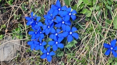 Gentiana verna