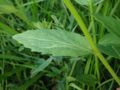 Campanula rhomboidalis