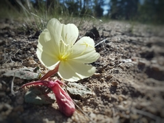 Oenothera cespitosa
