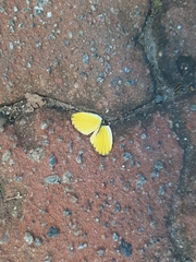 Eurema brigitta