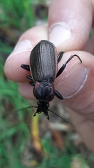 Carabus morbillosus
