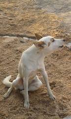 Canis familiaris