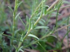 Linum suffruticosum