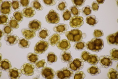Urocystis agropyri