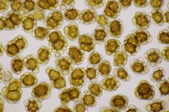 Urocystis agropyri