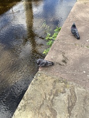Columba livia domestica