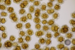 Urocystis agropyri