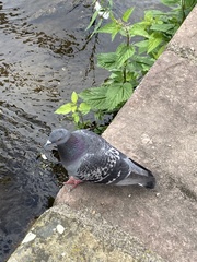 Columba livia domestica