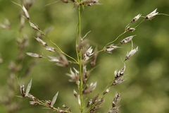 Ustilago perennans
