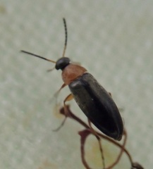Anaspis regimbarti