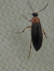 Anaspis regimbarti