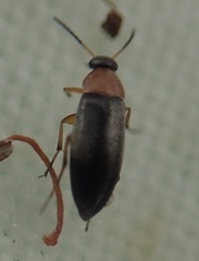 Anaspis regimbarti