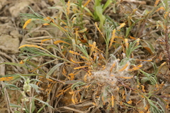 Coleosporium senecionis