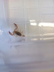 Euscorpius