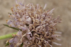 Microbotryum scabiosae