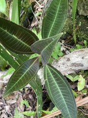 Miconia calvescens