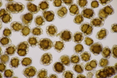 Urocystis bromi