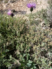 Klasea nudicaulis