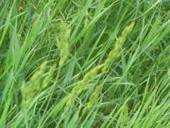 Phleum phleoides