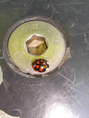 Harmonia axyridis