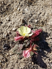 Oenothera cespitosa