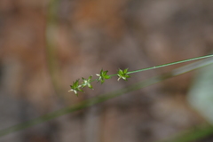 Carex rosea