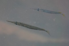 Dermogenys collettei