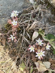 Sedum rubens