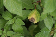 Ramularia parietariae