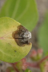 Ramularia parietariae