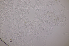 Ramularia parietariae