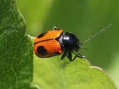 Cryptocephalus bipunctatus