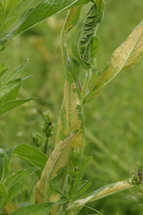 Puccinia pulverulenta
