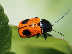 Cryptocephalus bipunctatus