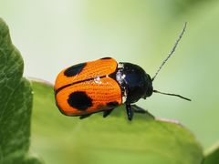 Cryptocephalus bipunctatus