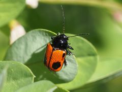 Cryptocephalus bipunctatus
