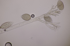 Peronospora violacea