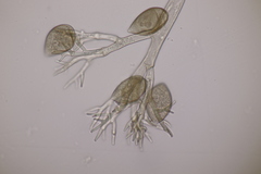Peronospora violacea