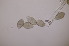 Peronospora violacea