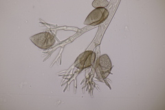 Peronospora violacea